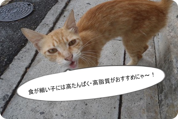 痩せぎみの猫用おすすめキャットフード