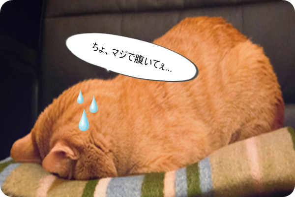 下痢気味の猫におすすめなキャットフード